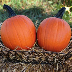 Pumpkin Bellatrix F1