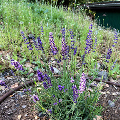 Blue Spear Lavender