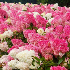 Strawberry Sundae Hydrangea- Beautiful, reunion and gratitude