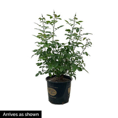 Top Gun™ Shrub Rose Plant
