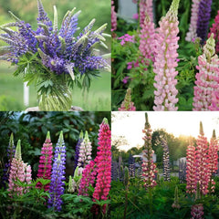 Delphinium Seeds Suitable for autumn & winter