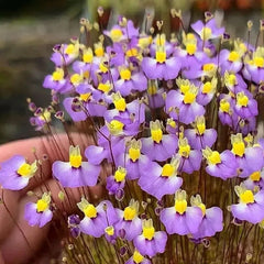 Utricularia sandersonii Seeds