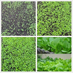 Brassica Rapa Chinensis Seeds, Pakchoi Seeds, Chinese White Cabbage, Vegetable Seeds for Planting