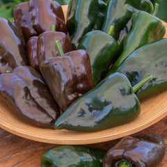 Pepper, Hot, Poblano (Ancho)