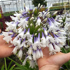 Agapanthus africanus 'Fireworks'
