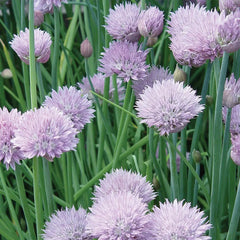 Chives, Dolores