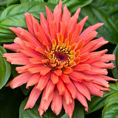 Senorita Zinnia Flower Seeds