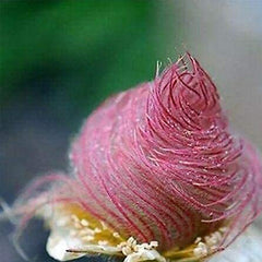 Prairie Smoke Flower Seeds