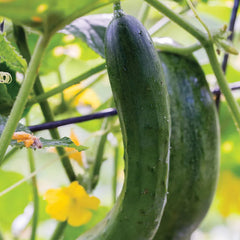 Cucumber, Burpless Beauty