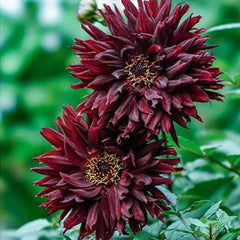 Rare Dahlias