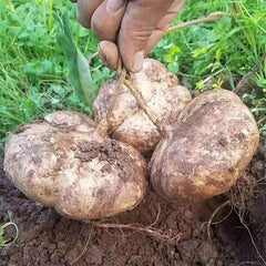 Jicama Seeds Heirloom Mexican Yam Bean Non-GMO Mexican Turnip Seeds Fresh Garden Seeds