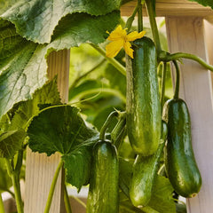 Cucumber, Mini, Party Time Hybrid