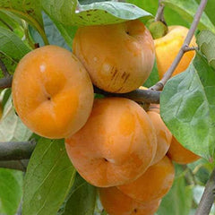 Persimmon Tree Diospyros Hachiya Fruit Seeds Tall Potted Plant Great Tasting Fruit