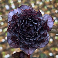 Mysterious Black Bark Double Petal Rose Seeds