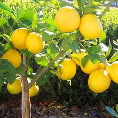 Dwarf Lemon Bonsai Tree Seeds Grow a Delicious Fruit Bearing Bonsai Tree