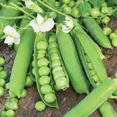 Pea Karina Organic