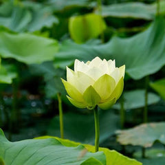 Bowl Lotus Seeds Bonsai Lotus Seeds for Planting Water Lily Flower Aquatic Plants Seeds