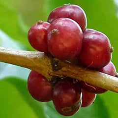 Coffea Canephora Robusta Coffee Plant Seeds