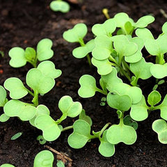 Baby Bok Choy Seeds Shanghai Green Stem AKA Pak Choi Pok Choi Chinese Cabbage