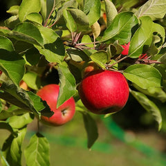 Miniature Apple Tree Seed High Yield Flourishing Perfect for Containers