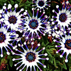 Osteospermum Mix Seeds Spider Daisy Rare