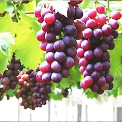 Grape Seeds Vine Fruit Seed Fruit Plant Home Garden Non-GMO