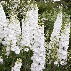 White Larkspur Rocket Flower Seeds for Planting