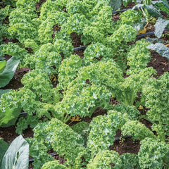 Kale, Prizm Hybrid