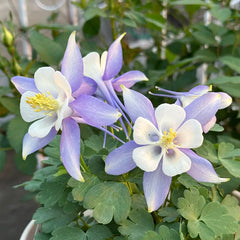 Columbine, Early Bird Blue & White