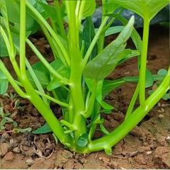 Kong Xin CAI Vegetable Seeds Water Spinach Kangkong Delicious Vegetable Seeds
