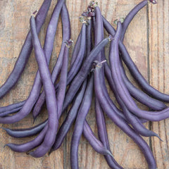 Bean, Bush, Purple Queen
