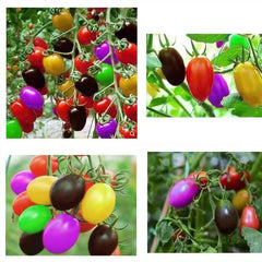 Colorful Cherry Tomatoes Seeds