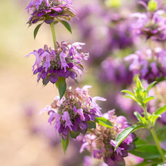 Lemon Bee Balm Flower
