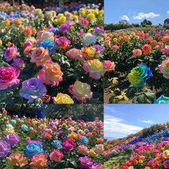 Mixed Color Rose Combination Seeds