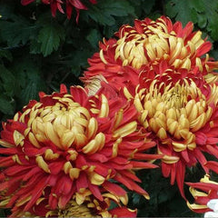 Golden-Backed Scarlet Chrysanthemum