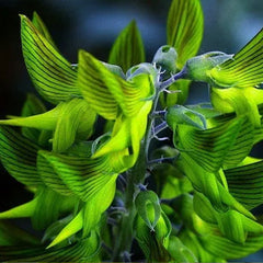 Green Birdflower