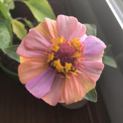 Mixed Zinnia Flower Seed Plant