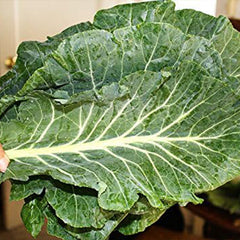Giant Collard Georgia Southern Seeds Herb Collards