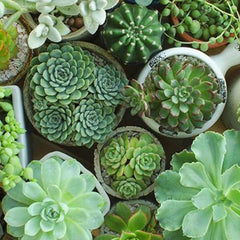 Mixed Color Rare Succulents Seeds Garden and Home Bonsai Flower Plant