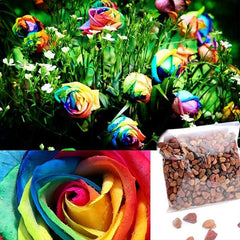 Beautiful Rainbow Rose Seeds Multi-colored Rose Seeds Rose Flower Seeds