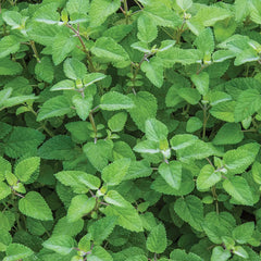 Lemon Balm, Mandarina