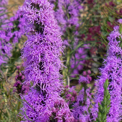 Autumn Magic Pollinator Collection Seeds