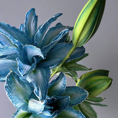 Double Blossom Lily