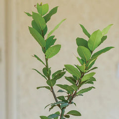 Bay Laurel