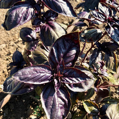 Amethyst Improved Purple Basil