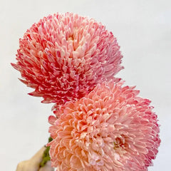 Rare Blue and White Porcelain Pink Peony Chrysanthemum Seeds
