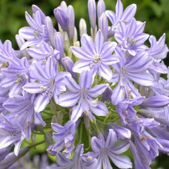 Agapanthus africanus 'Glenavon'