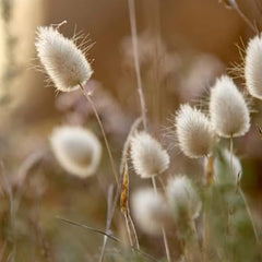 Bunny Tails Ornamental Grass Seeds for Planting, Dried Flowers, Crafts, Lagarus Ovatus