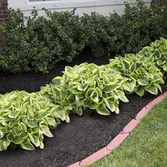 Mixed Heart-Shaped Hosta Bare Roots Plants - Rich Green Foliage, Low Maintenance for Your Home and Garden