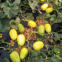 Korean Melon Seeds Chamoe Yellow White Oriental Japanese Cantaloupe
